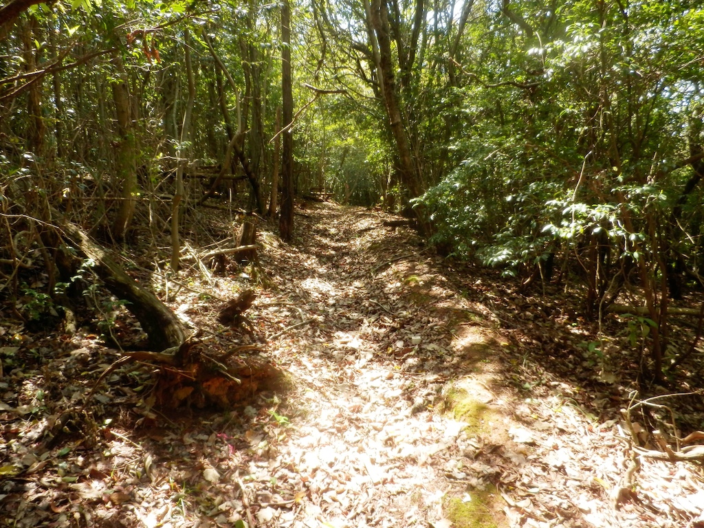 new yugeta mountain ridge trail !
entrance photo ! but, short or long ,i dont know!!!