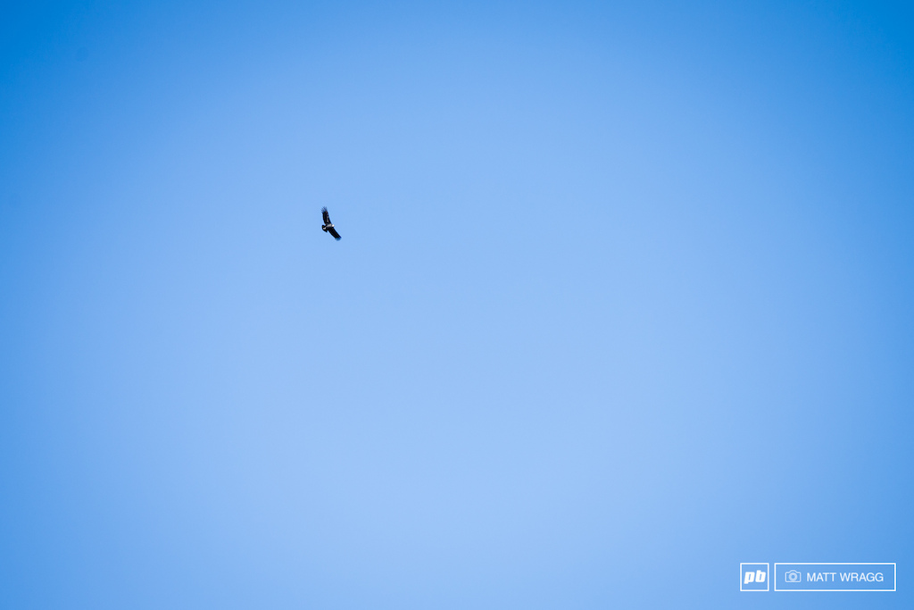 No set of photos from Chile would be complete without a picture of a condor, the largest flying bird in the world, and one of the most majestic things I have ever seen. So here you go...