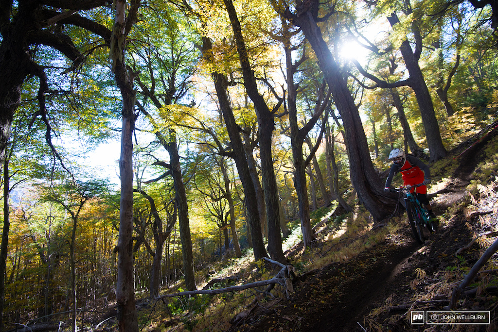 The forest in Chillan is somewhat of enchanting especially when the last rays of the day speckle down the sun beams.
