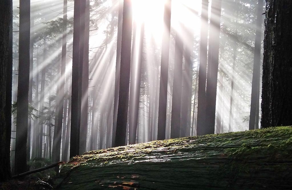 Sun rays filtering through the forest.