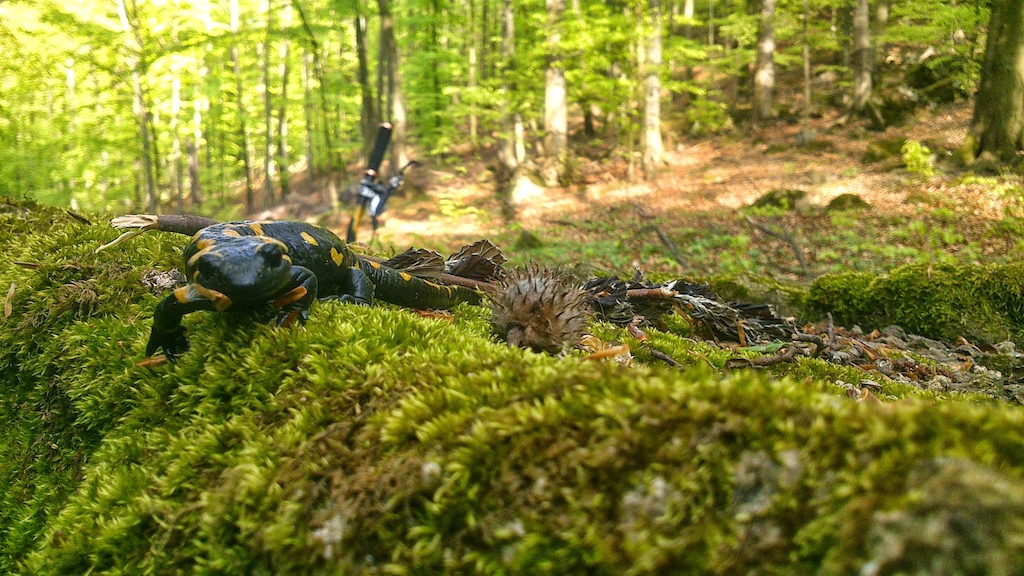 even in the woods with people´s garbage... :)