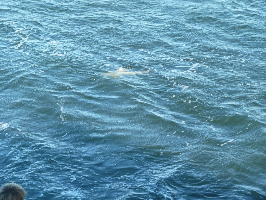 ... and sometimes sharks!!! :/