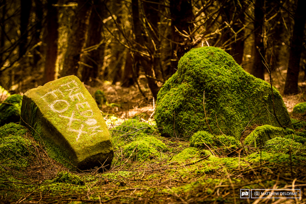 Moss is so thick you can write messages in it.