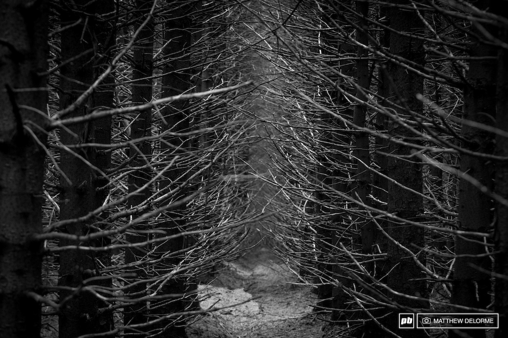 Woods so dark with branches like teeth that will swallow you whole if you get off line.