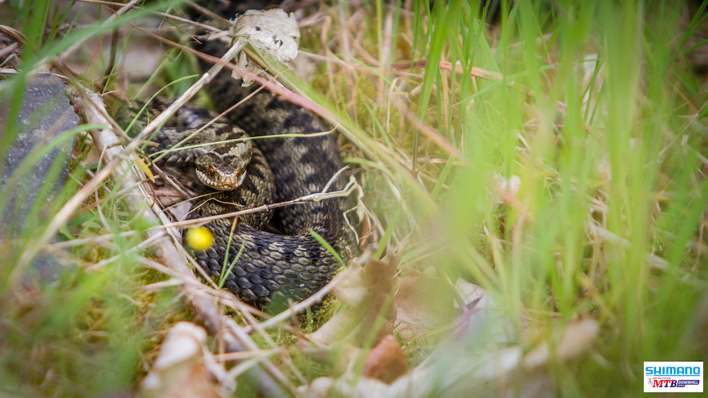 Yep, Adders at Ae Forest. I was about 3 feet away with my good old 70 - 200 long lens.
Snakes, and riders looking to climb that BDS ladder!