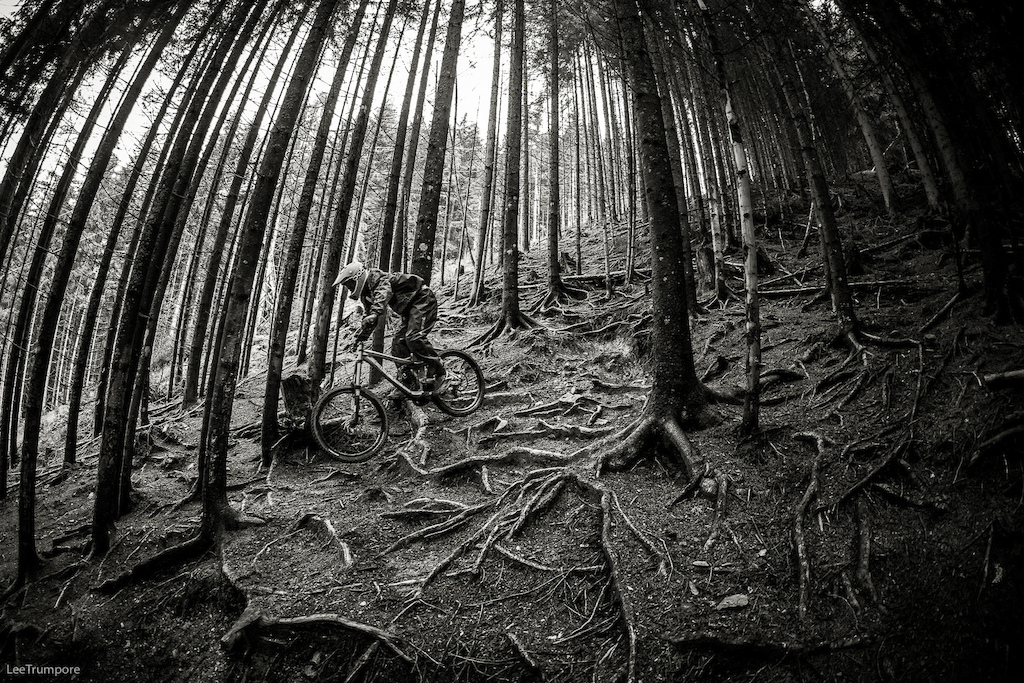 The roots in the lower woods are still as big as ever.  Bring back Schladming!!