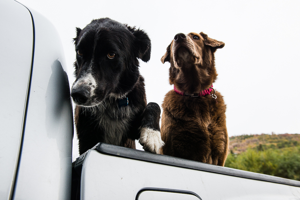 The city is also sometimes known as Bark City. We like our dogs here