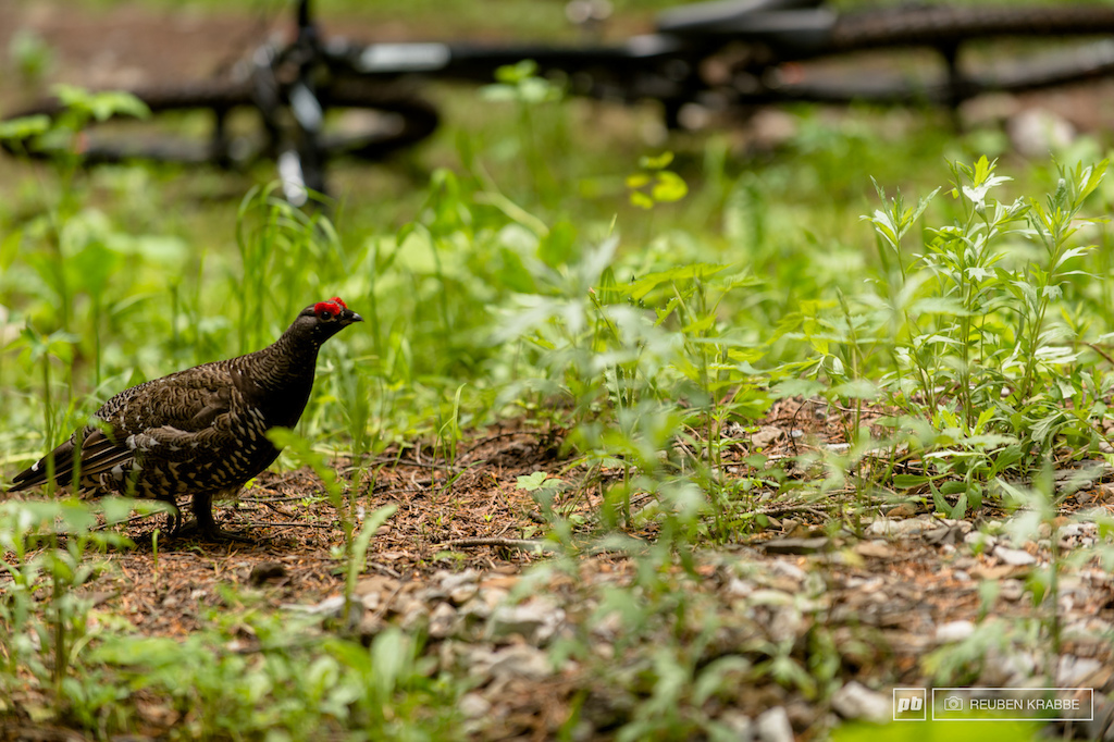 grouse