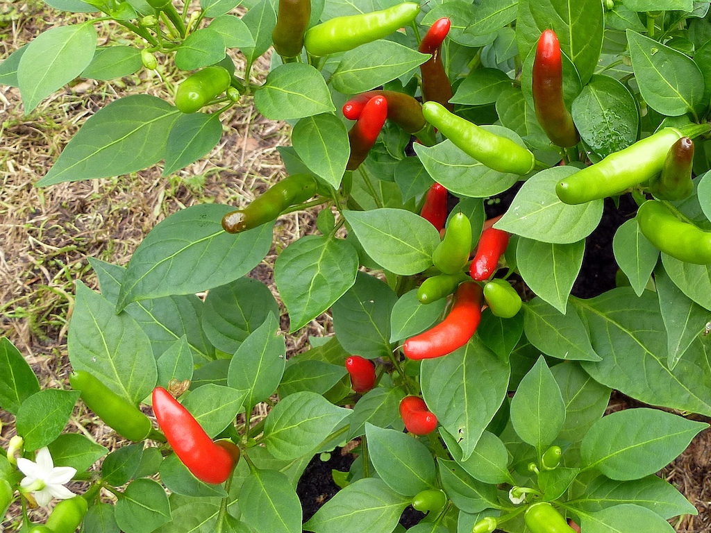 Homegrown chili goodness (Capsicum frutescens)