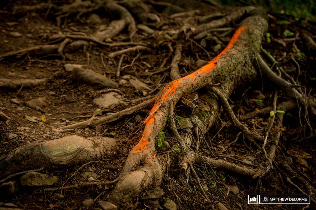An orange root here...