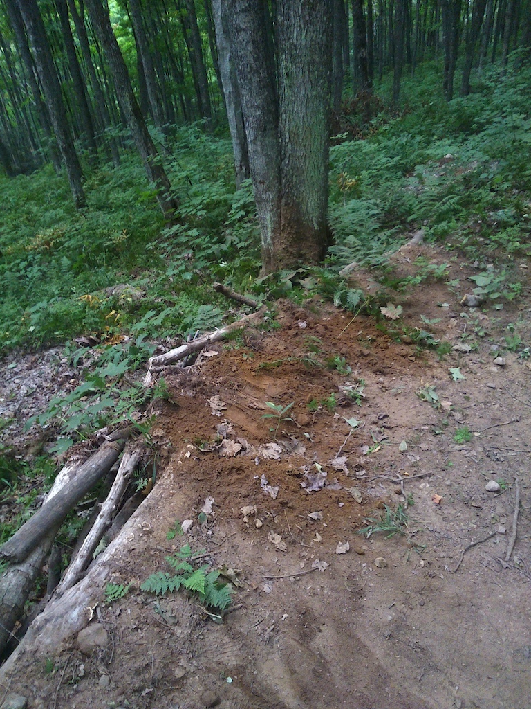 carnage to the berm and tree from whipeout