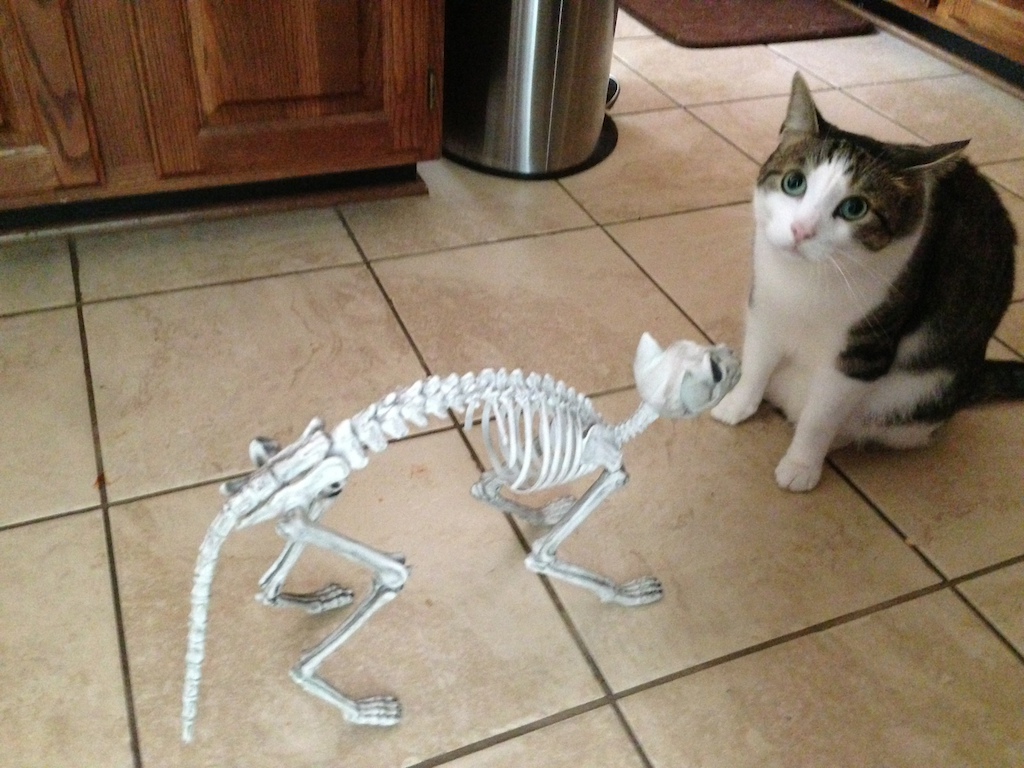 Horrified Cat