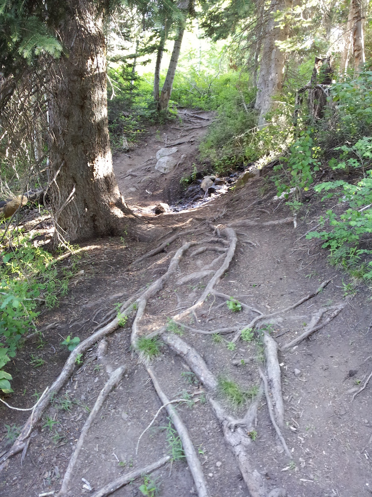 Love this root section, not a lot of that in Utah, so worth hitting it at Snowbird
