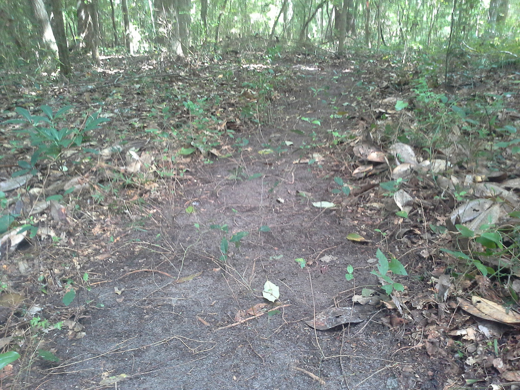 Trail cleared of small stumps and leaves , prior to derooting ( a very time - consuming job ).