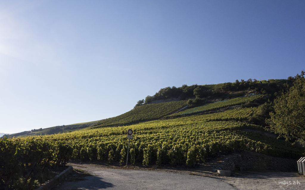 The famous Valais vineyards which line the valley side