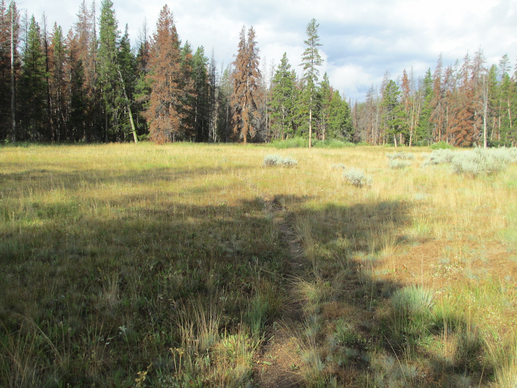 One of the numerous meadows along lower Butler Creek.