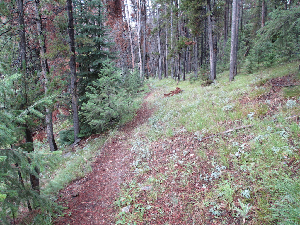 Delicious singletrack through the lodgepole pine trees.