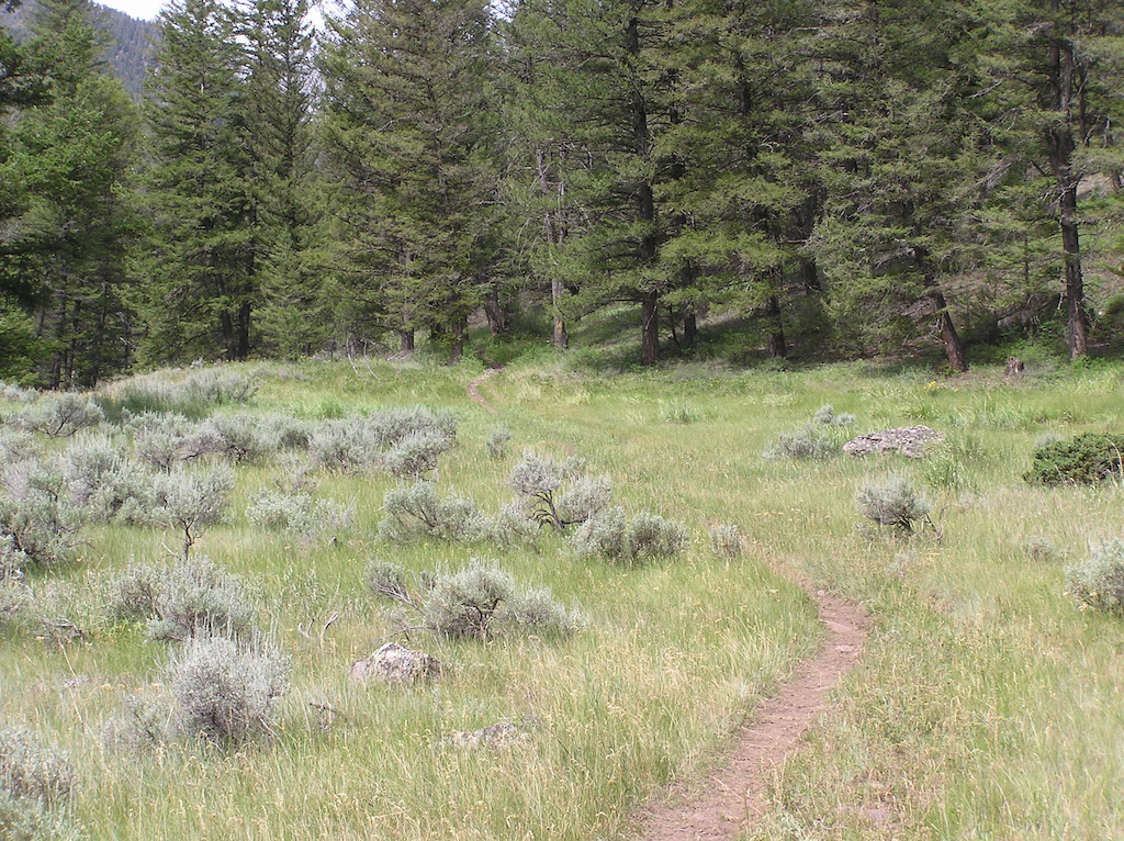 Webber Creek trail near the start.  Open meadows with grass and sagebrush.