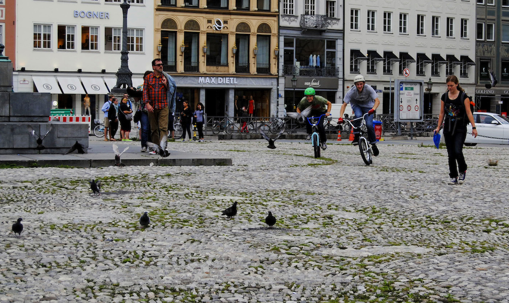 Pigeon Pursuit. Photo Cred: Marc.