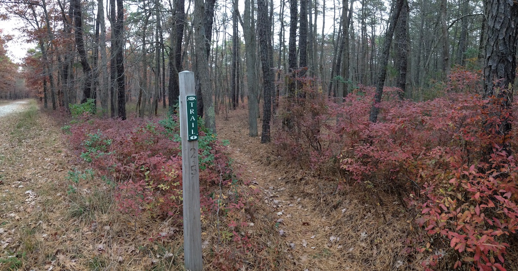 A singletrack section of Stockton's nature trail that joins up with firebreak singletrack.