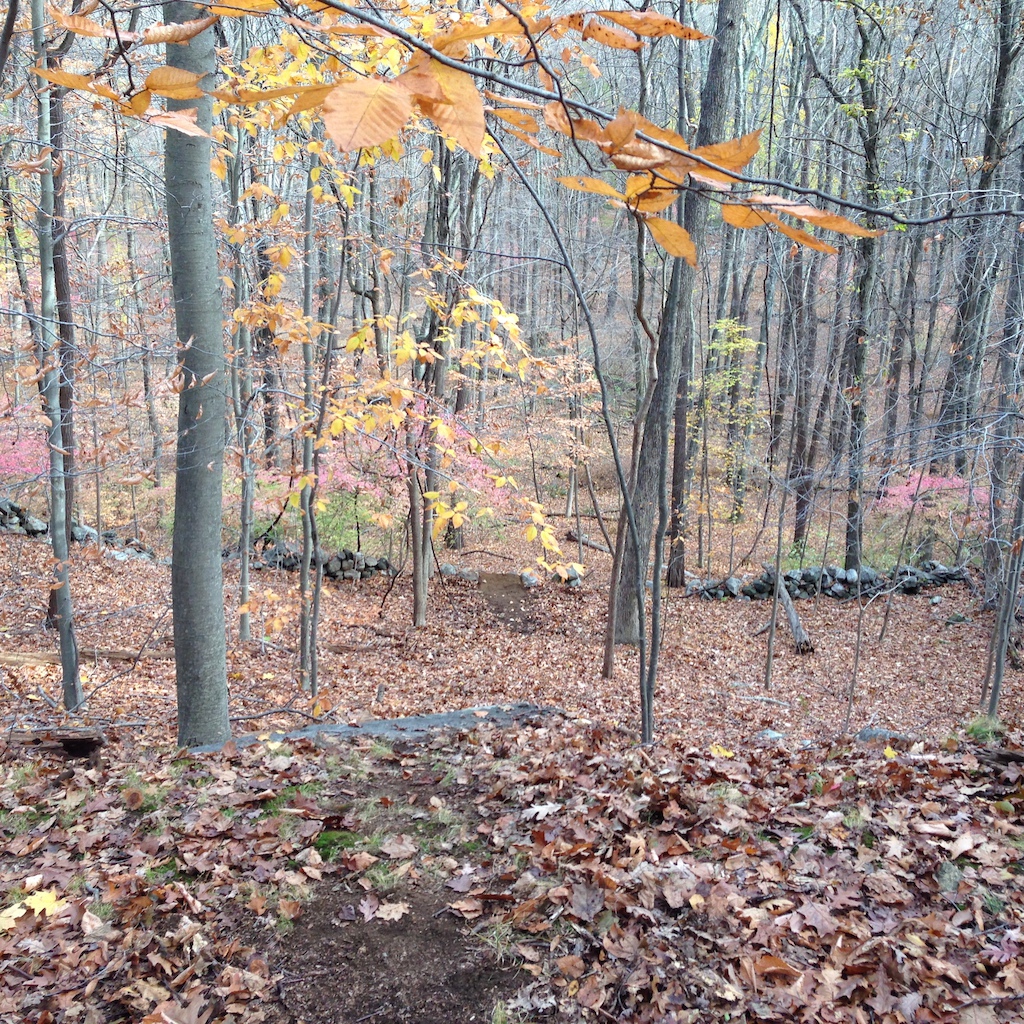 New trail in the works, trail is longer, but this is the main part that is waaaayyyy steeper than it looks