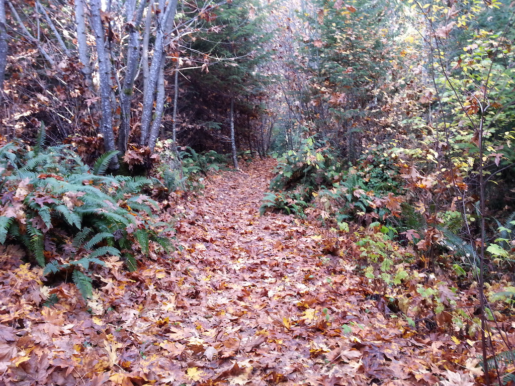 Trail covered in fall leaves.