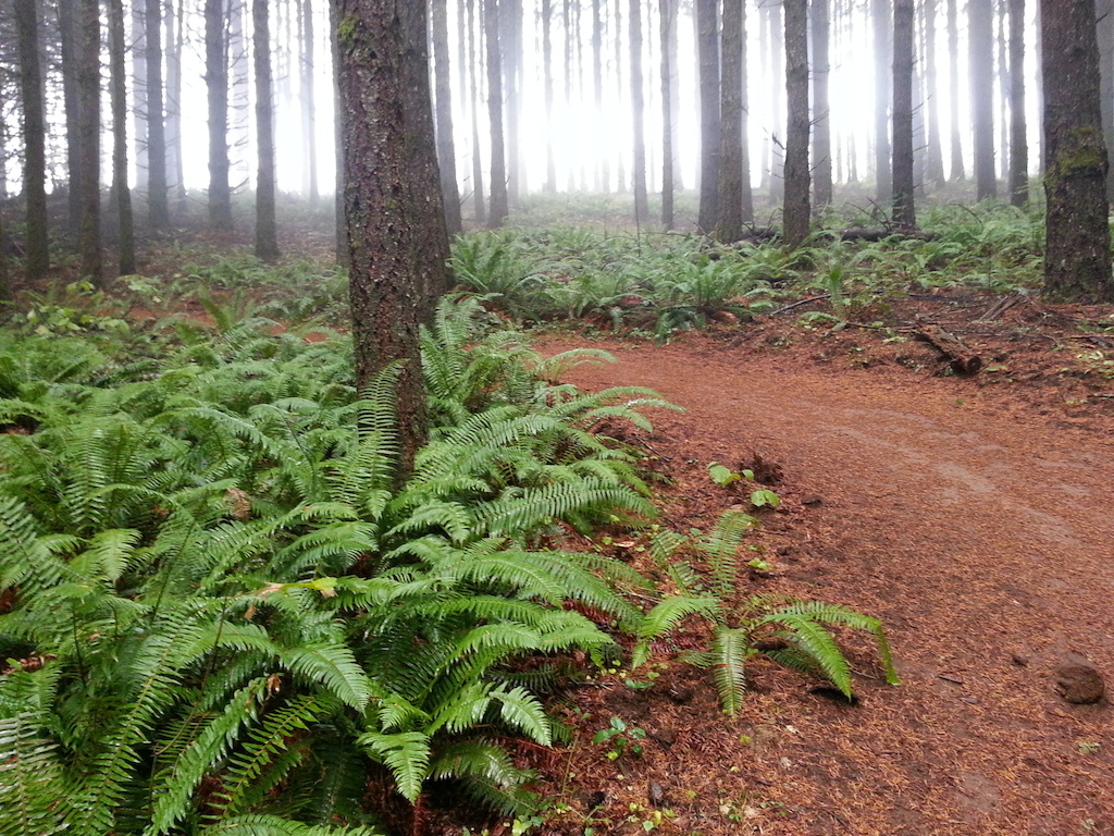 Fog and ferns
