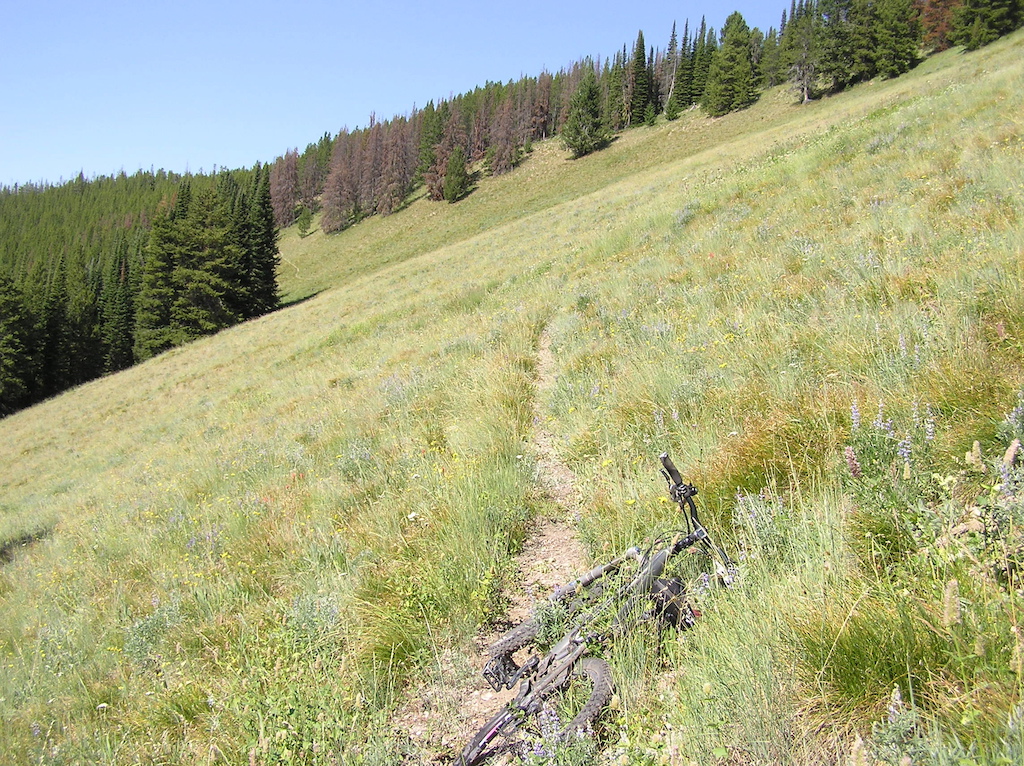 Meadow along upper end of trail.