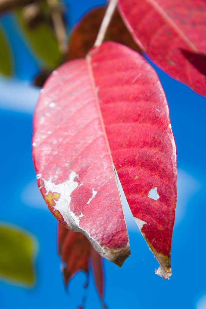 red leaf in thailand