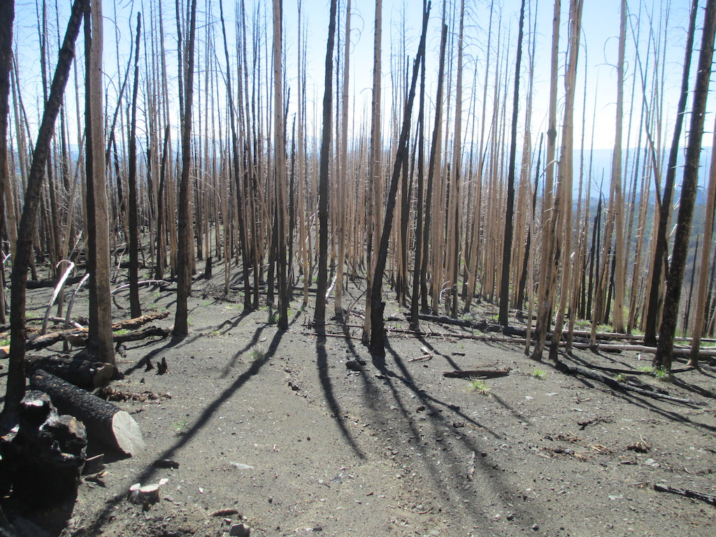 Heavily burned area along trail in 2012.