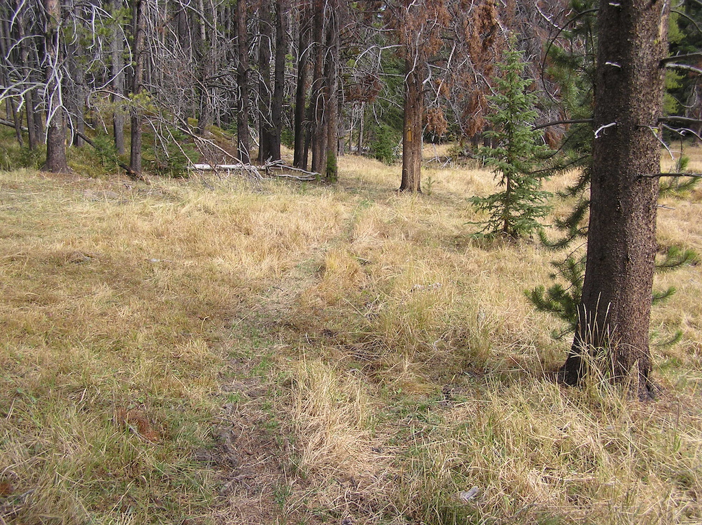 Grassy area and trail along Little Moose Creek.