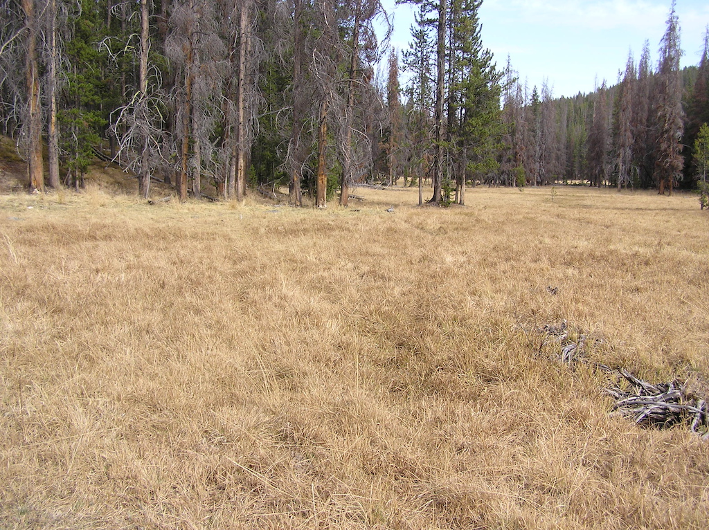Hard to see the trail through the meadow.