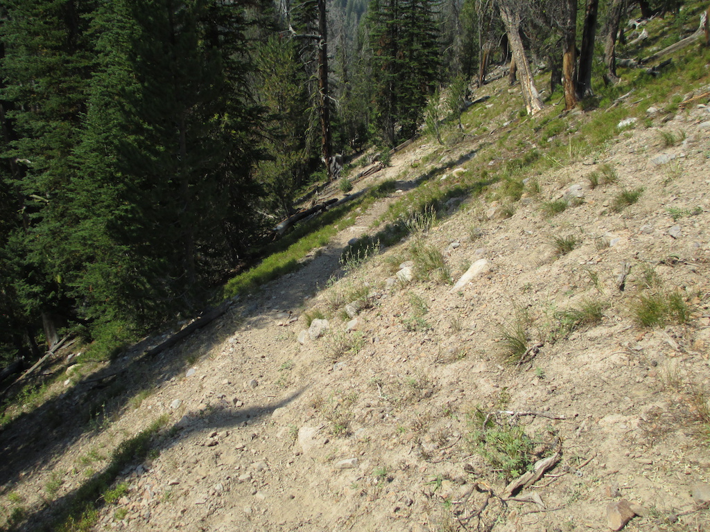 Trail near the Lemhi divide.