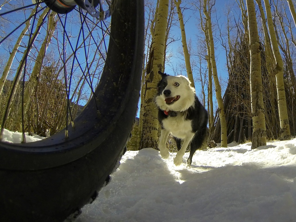Dogs love mountain biking