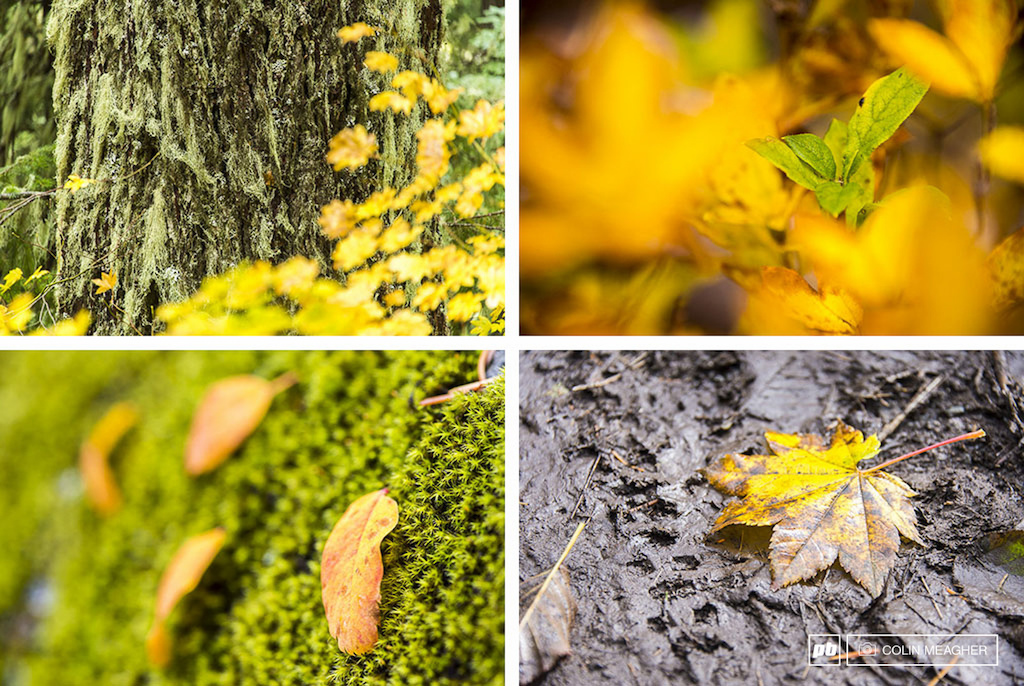 With the return of the mists the leaves start changing... it s always a slow process watching the gold creep over the green and then the leaves dropping to cover the trails.