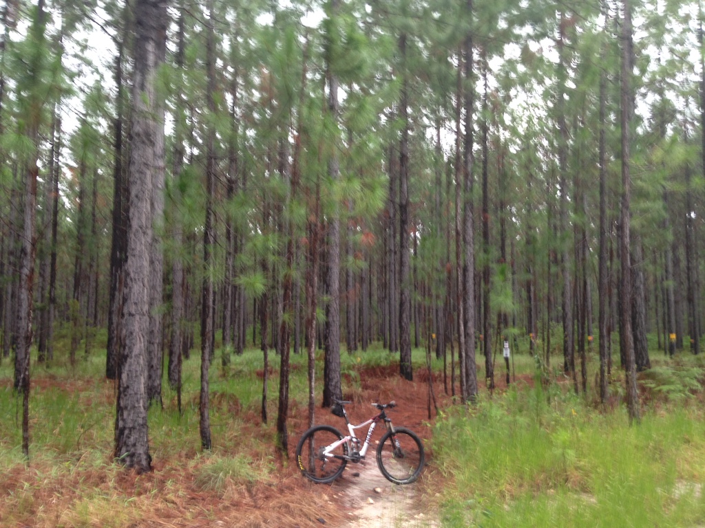 Rain forest ride with Nathan. Beautiful place to ride . Nice fire roads and sick single track