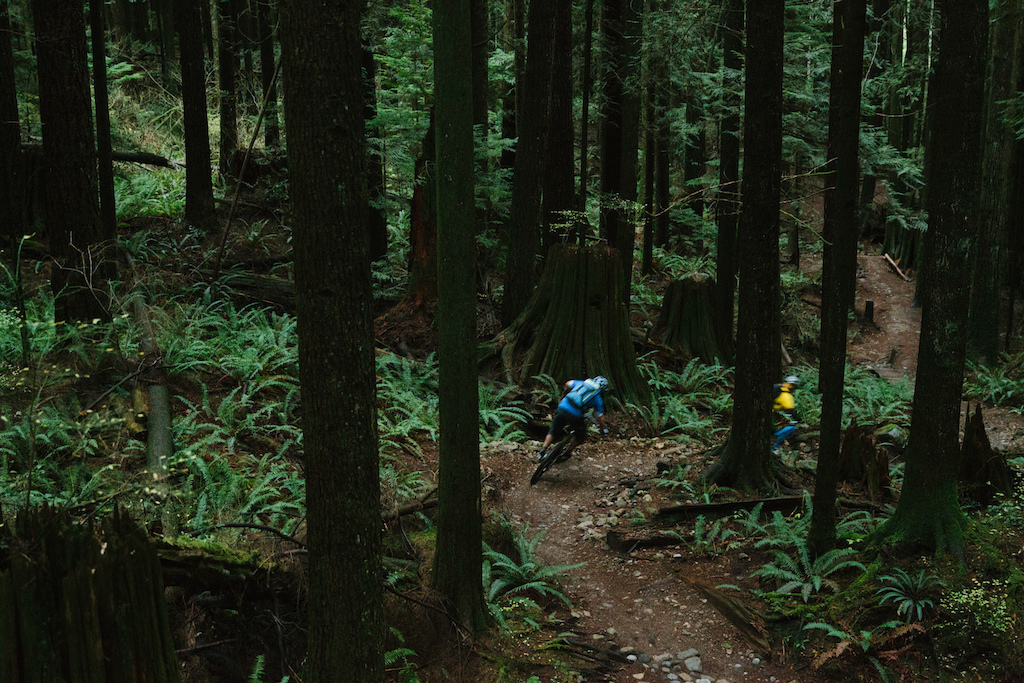 Woodlot
