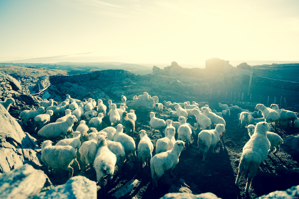 The Gaucho s herd of sheep watching the sunrise