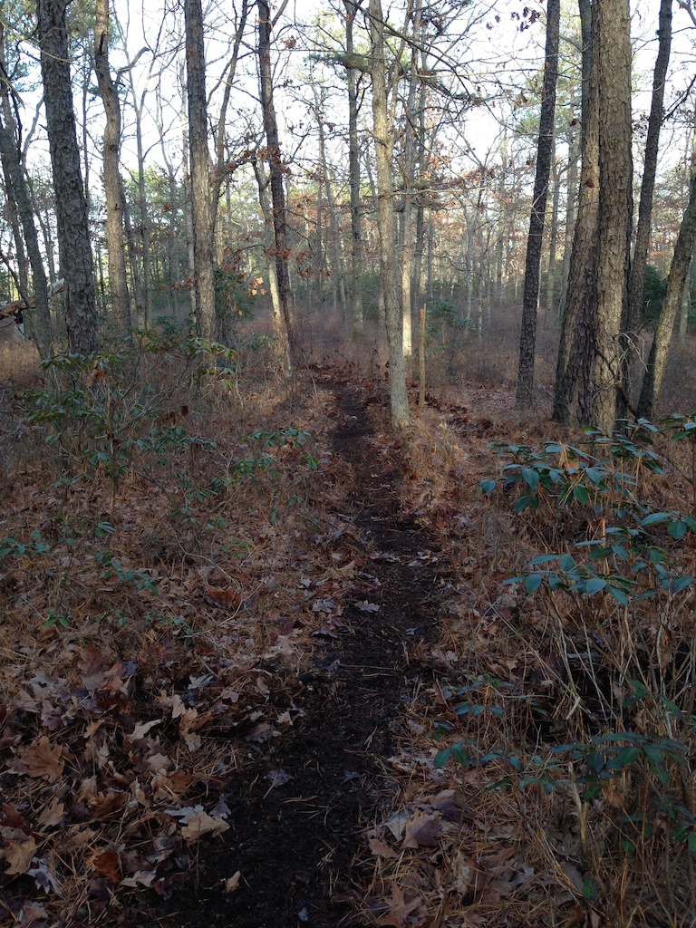Typical SNJ mixed oak, pine &amp; Laurel woods; hard packed to semi-soft trail surfaces.