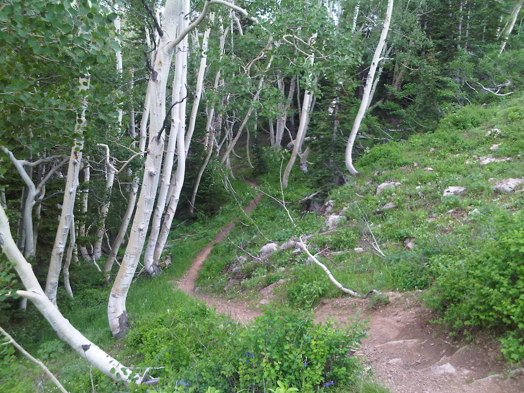 Aspen trees all curve around the trail as a result of the steep slope and heavy snow pack during the winter.
