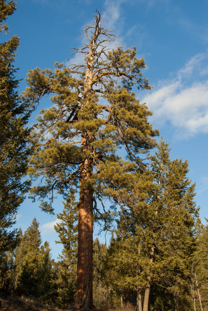 Big ponderosa pine landmark on the Big Tree trail.
