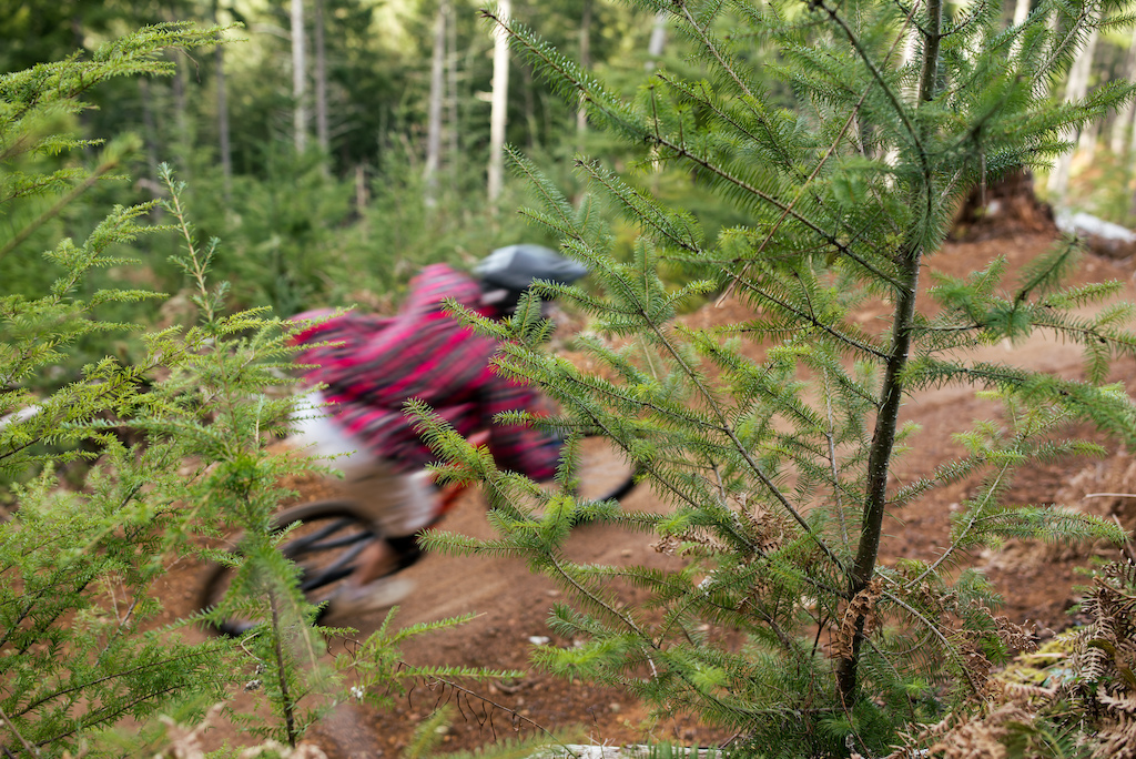 As great as the riding is, we need to take a moment to check out trees!
