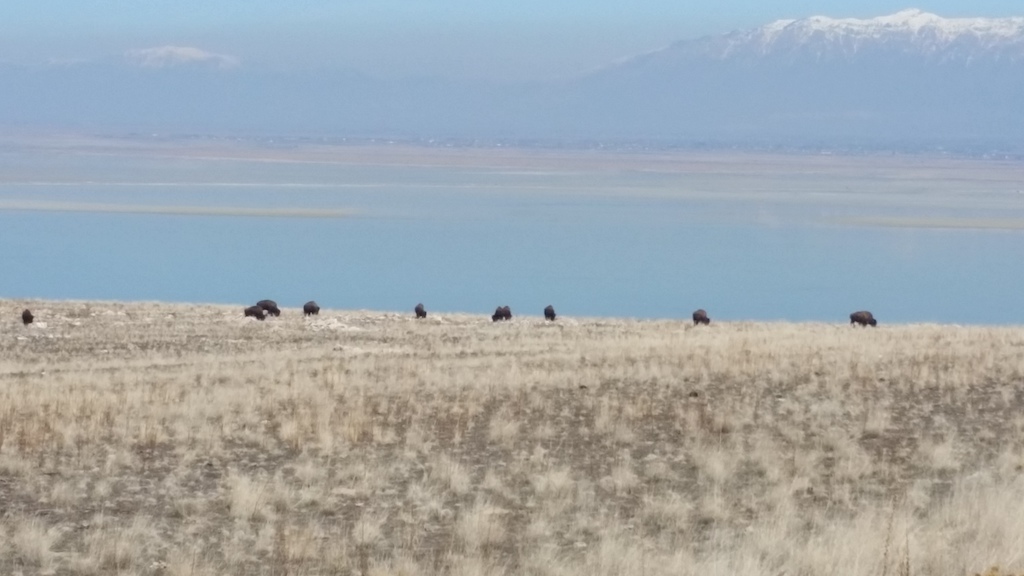 Buffalo hanging out around the white rock loop