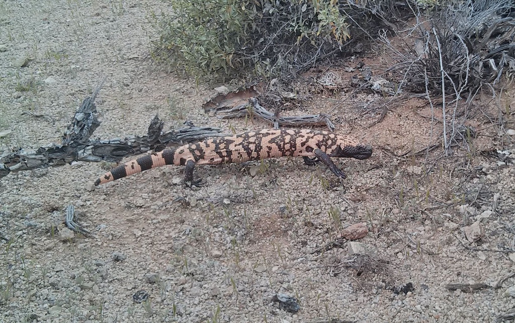 Gila monster on Old Horse Trail
