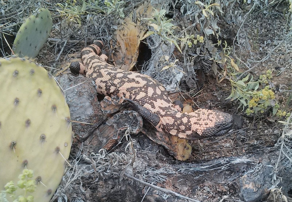 Gila monster on Old Horse Trail
