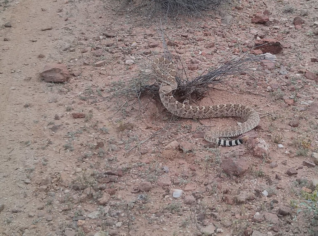 Rattle snake on Mohave trail
