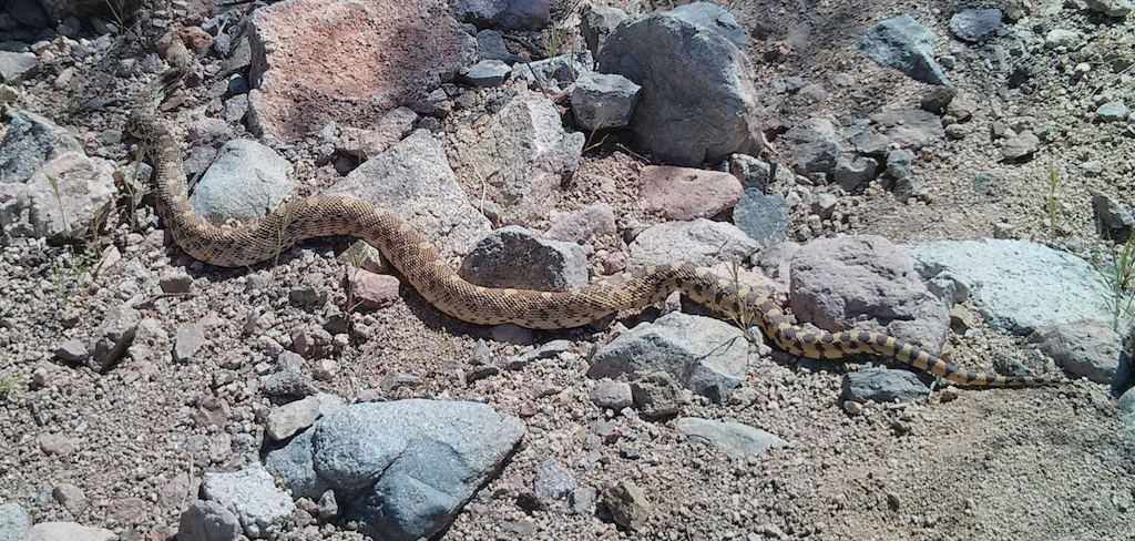 Sonoran gopher snake