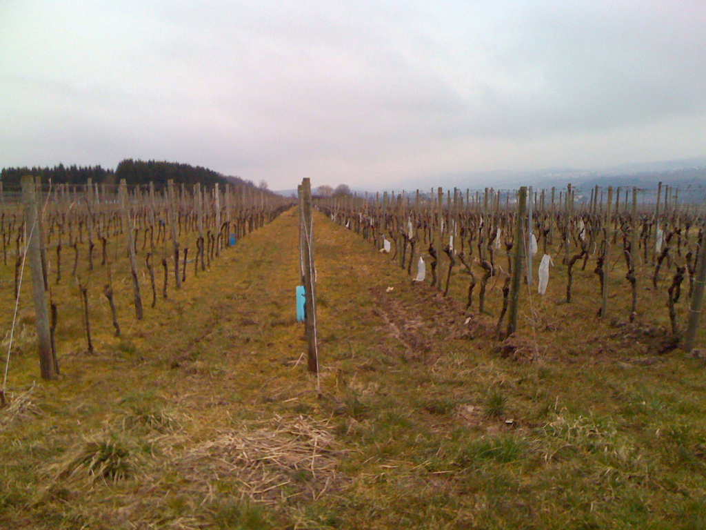 The vineyards near Greiveldange