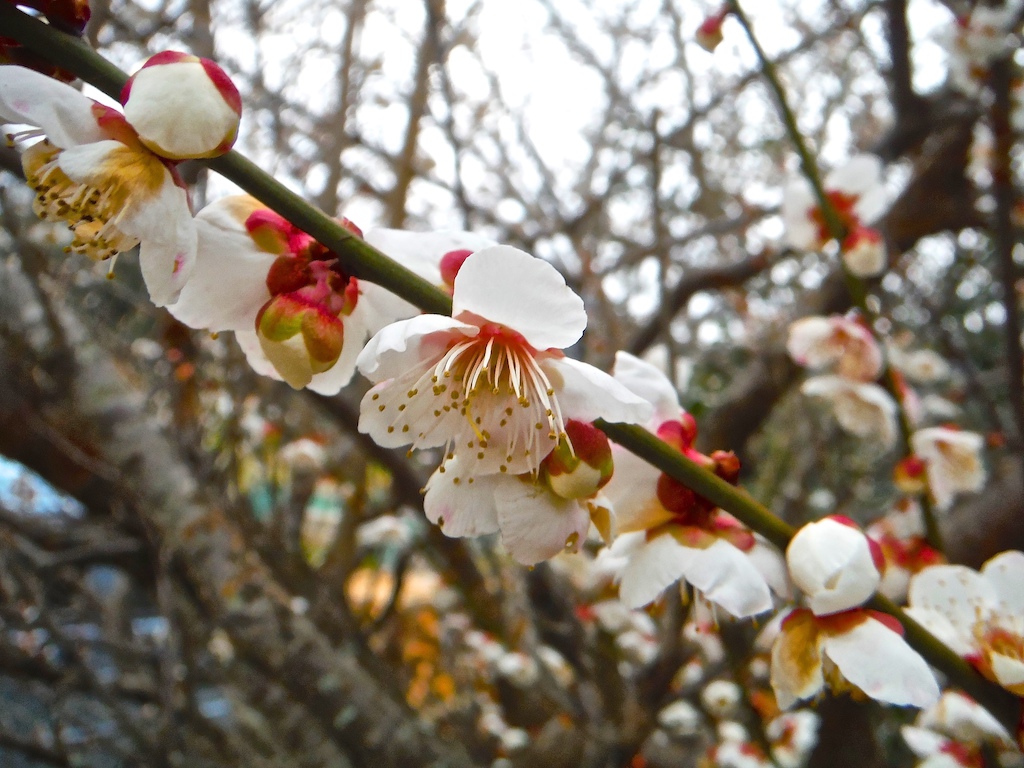 Ume buds have bloomed into a soft beauty as elegant as the contour of a woman's body!
Yum!