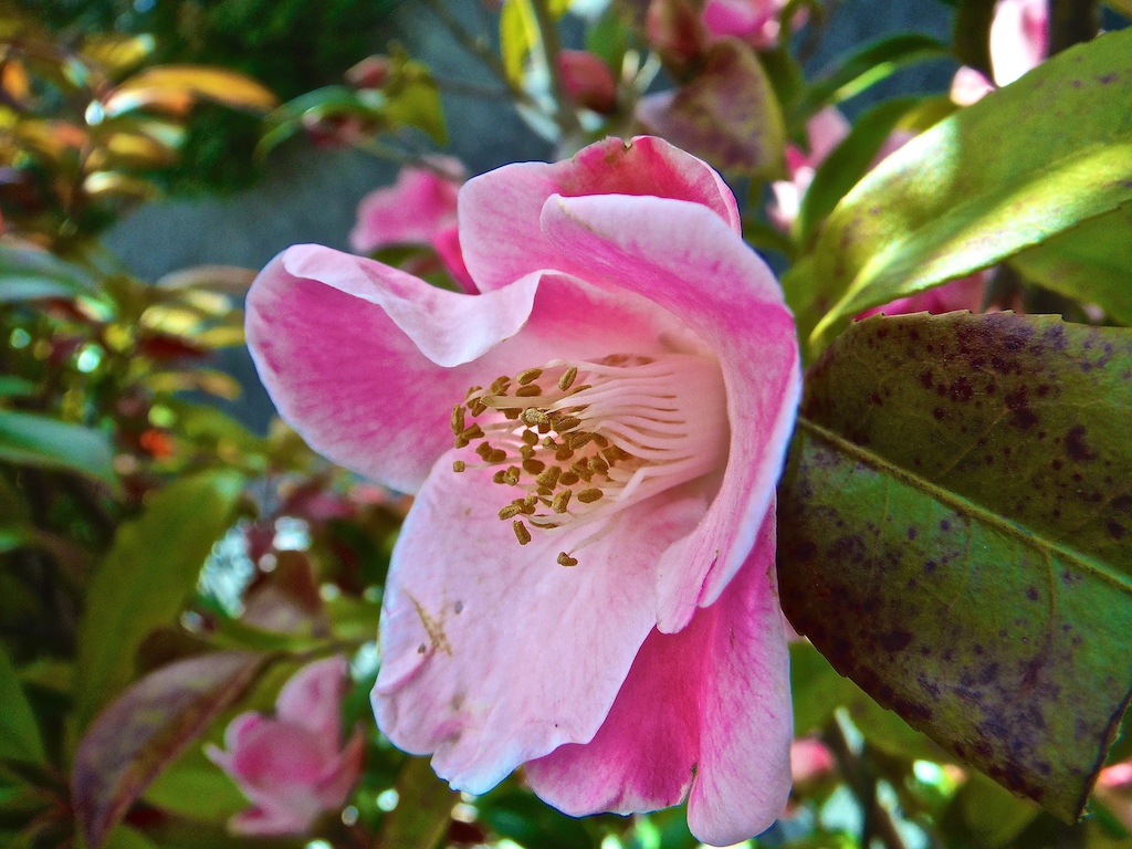 Camellia in my garden popping out to say happy spring!
